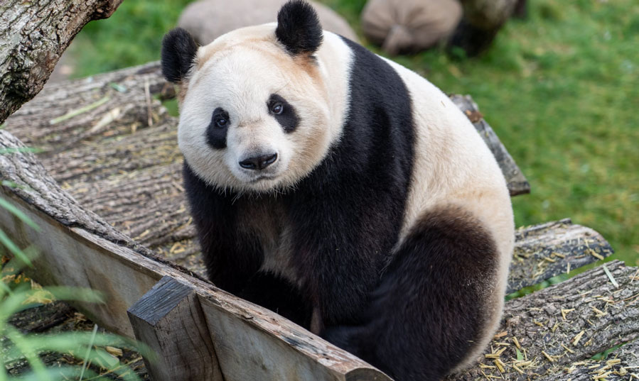 Panda Düşünceleri: Hiç Bilmediğiniz 30 Şaşırtıcı Gerçek! Keyifli Açıklamalar: 30 Meraklı Panda Sırrı Açığa Çıktı