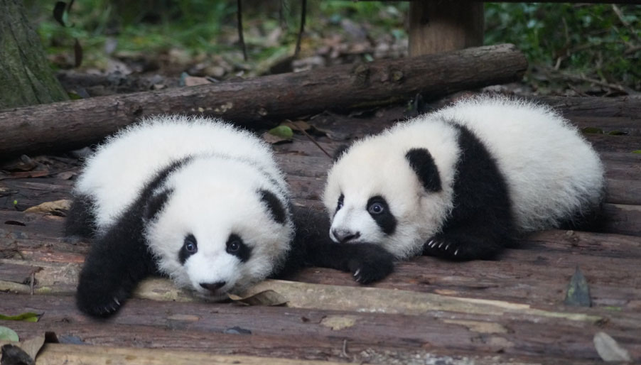 Panda Düşünceleri: Hiç Bilmediğiniz 30 Şaşırtıcı Gerçek! Keyifli Açıklamalar: 30 Meraklı Panda Sırrı Açığa Çıktı