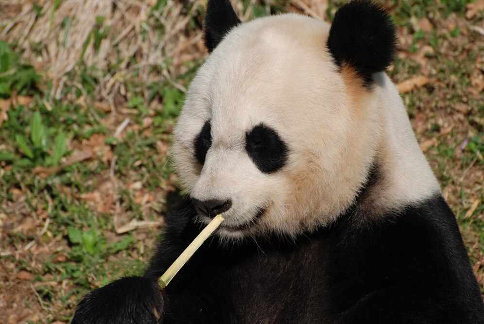 Panda Düşünceleri: Hiç Bilmediğiniz 30 Şaşırtıcı Gerçek! Keyifli Açıklamalar: 30 Meraklı Panda Sırrı Açığa Çıktı