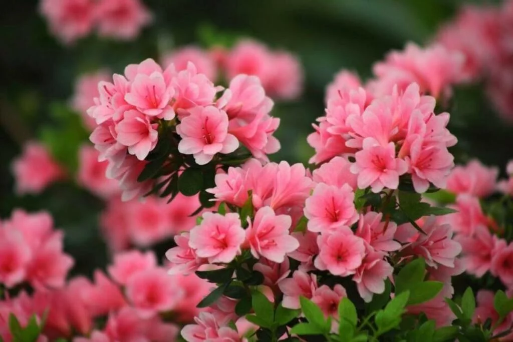 Evlerde yaygın olarak bulunan 30 zehirli çiçeği keşfedin